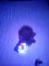 [TodoMarino.com] bombillas tipo aquamedic chinas