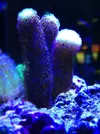[TodoMarino.com] Parametros desbalanceados