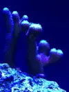 [TodoMarino.com] Parametros desbalanceados