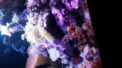 [TodoMarino.com] Synchi splendidus