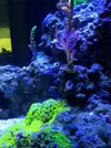 [TodoMarino.com] Especie de pelusas blancas