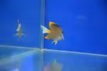 [TodoMarino.com] Peces Listos para la venta Comiendo seco todos.