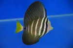[TodoMarino.com] Peces Listos para la venta Comiendo seco todos.