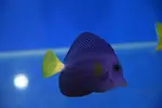 [TodoMarino.com] Peces Listos para la venta Comiendo seco todos.