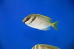 [TodoMarino.com] Peces Listos para la venta Comiendo seco todos.
