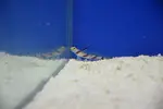 [TodoMarino.com] Peces Listos para la venta Comiendo seco todos.