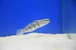 [TodoMarino.com] Peces Listos para la venta Comiendo seco todos.