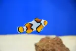[TodoMarino.com] Peces Listos para la venta Comiendo seco todos.