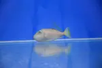 [TodoMarino.com] Peces Listos para la venta Comiendo seco todos.