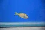[TodoMarino.com] Peces Listos para la venta Comiendo seco todos.