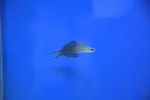 [TodoMarino.com] Peces Listos para la venta Comiendo seco todos.
