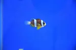 [TodoMarino.com] Peces Listos para la venta Comiendo seco todos.