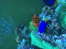 [TodoMarino.com] Compro peces marinos