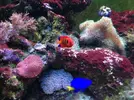 [TodoMarino.com] Compro peces marinos