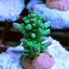 [TodoMarino.com] esquejes especiales para la venta! 25€