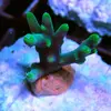 [TodoMarino.com] esquejes especiales para la venta! 25€