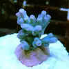 [TodoMarino.com] esquejes especiales para la venta! 25€