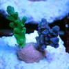[TodoMarino.com] esquejes especiales para la venta! 25€