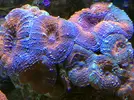 [TodoMarino.com] En FANTASY CORAL queremos q presumas de acuario !!!!!!!!!!!!