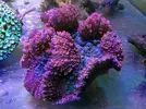 [TodoMarino.com] En FANTASY CORAL queremos q presumas de acuario !!!!!!!!!!!!