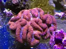 [TodoMarino.com] En FANTASY CORAL queremos q presumas de acuario !!!!!!!!!!!!