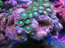 [TodoMarino.com] En FANTASY CORAL queremos q presumas de acuario !!!!!!!!!!!!