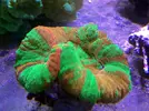 [TodoMarino.com] En FANTASY CORAL queremos q presumas de acuario !!!!!!!!!!!!