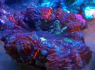 [TodoMarino.com] En FANTASY CORAL queremos q presumas de acuario !!!!!!!!!!!!