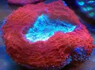 [TodoMarino.com] En FANTASY CORAL queremos q presumas de acuario !!!!!!!!!!!!