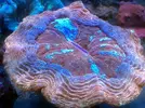 [TodoMarino.com] En FANTASY CORAL queremos q presumas de acuario !!!!!!!!!!!!