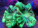 [TodoMarino.com] En FANTASY CORAL queremos q presumas de acuario !!!!!!!!!!!!