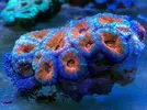 [TodoMarino.com] En FANTASY CORAL queremos q presumas de acuario !!!!!!!!!!!!