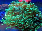 [TodoMarino.com] En FANTASY CORAL queremos q presumas de acuario !!!!!!!!!!!!