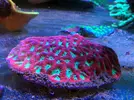 [TodoMarino.com] En FANTASY CORAL queremos q presumas de acuario !!!!!!!!!!!!