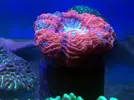 [TodoMarino.com] En FANTASY CORAL queremos q presumas de acuario !!!!!!!!!!!!