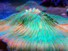 [TodoMarino.com] En FANTASY CORAL queremos q presumas de acuario !!!!!!!!!!!!