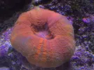[TodoMarino.com] En FANTASY CORAL queremos q presumas de acuario !!!!!!!!!!!!