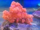 [TodoMarino.com] En FANTASY CORAL queremos q presumas de acuario !!!!!!!!!!!!