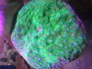 [TodoMarino.com] En FANTASY CORAL queremos q presumas de acuario !!!!!!!!!!!!