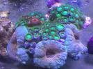 [TodoMarino.com] En FANTASY CORAL queremos q presumas de acuario !!!!!!!!!!!!
