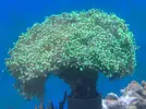 [TodoMarino.com] En FANTASY CORAL queremos q presumas de acuario !!!!!!!!!!!!