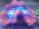 [TodoMarino.com] En FANTASY CORAL queremos q presumas de acuario !!!!!!!!!!!!