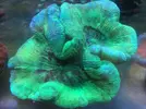 [TodoMarino.com] En FANTASY CORAL queremos q presumas de acuario !!!!!!!!!!!!