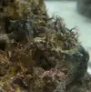 [TodoMarino.com] AYUDAAA!! Plagas?