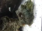 [TodoMarino.com] AYUDAAA!! Plagas?