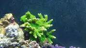 [TodoMarino.com] Cambio corales XL - Acropora verde fluor/pavona cactus/hydnophora y otros