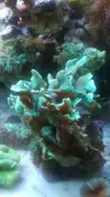 [TodoMarino.com] Cambio corales XL - Acropora verde fluor/pavona cactus/hydnophora y otros
