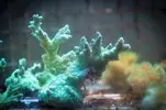 [TodoMarino.com] Cambio corales XL - Acropora verde fluor/pavona cactus/hydnophora y otros