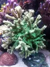 [TodoMarino.com] Cambio corales XL - Acropora verde fluor/pavona cactus/hydnophora y otros
