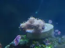 [TodoMarino.com] Que coral es?